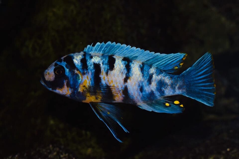 Maylandia zebra 'Masinje'